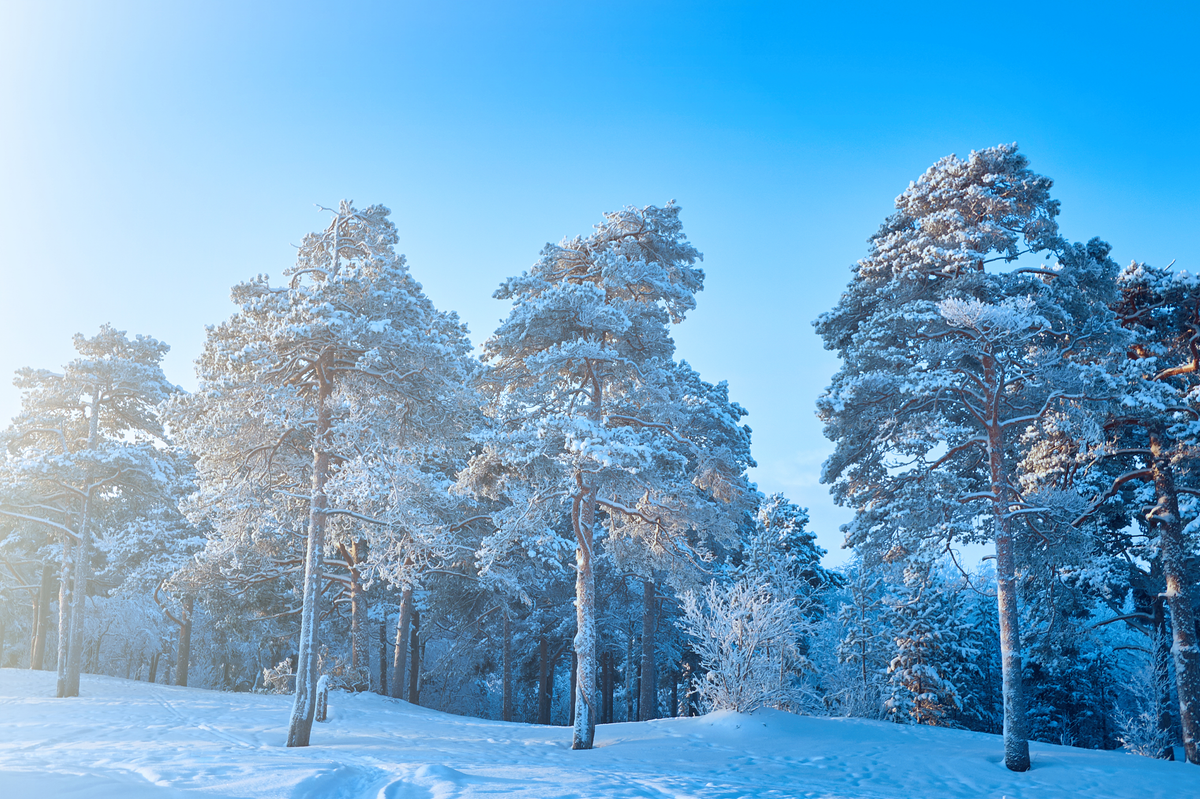 Winter