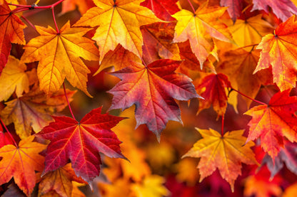 Autumn