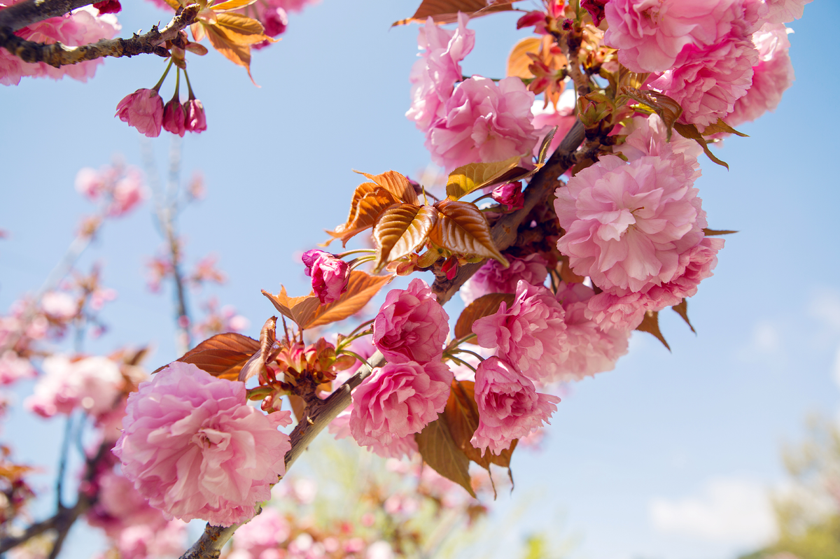 Spring