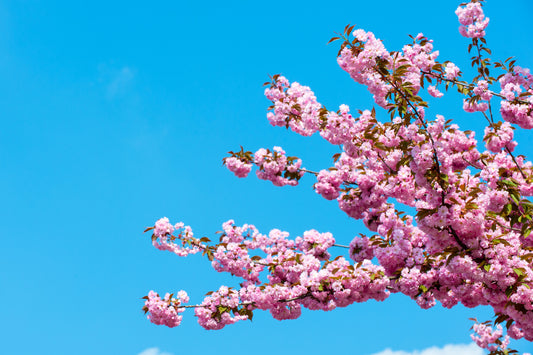 Spring